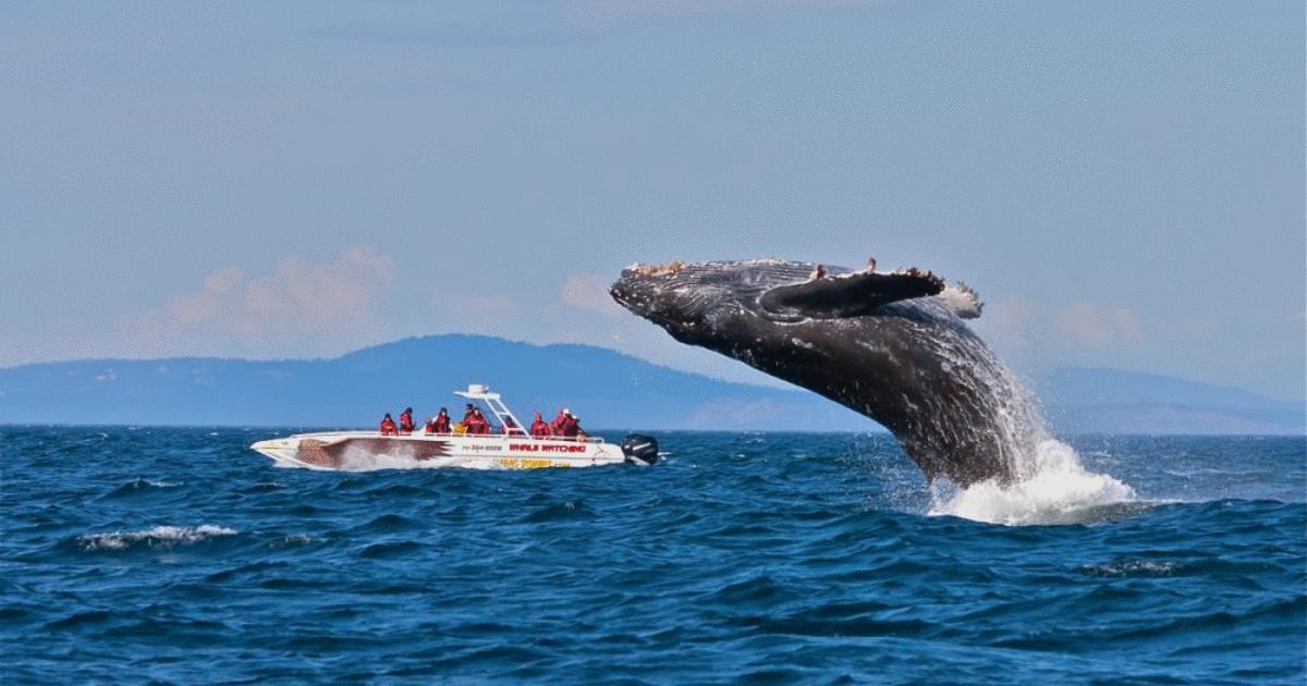 Gite Au Vieux Pommier Tadoussac Dış mekan fotoğraf